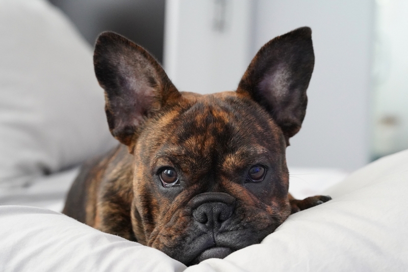 Французский бульдог с течкой нуждается в уходе