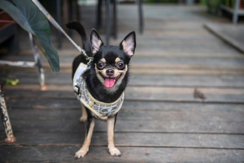 Как воспитывать черных чихуахуа?