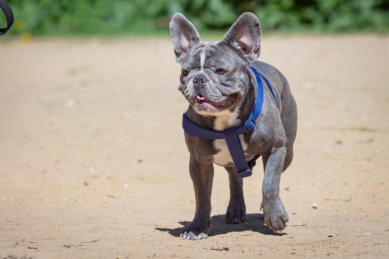 Как выглядит синий бульдог?