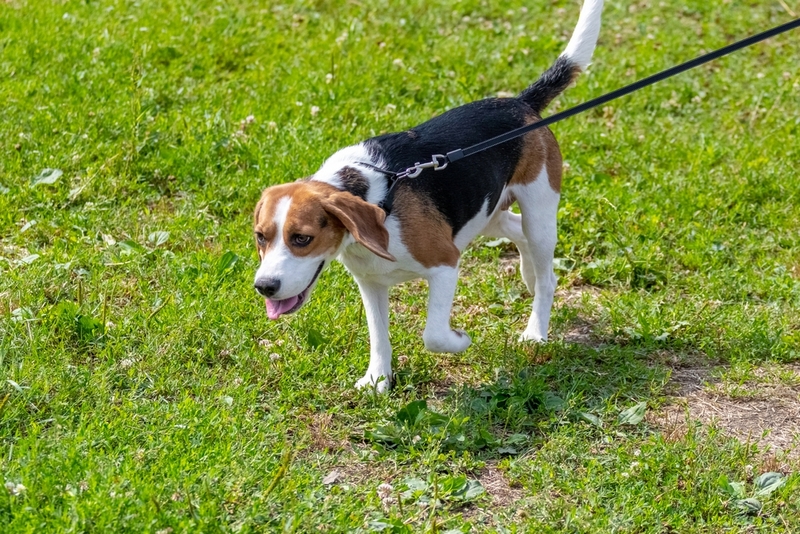 На то, сколько живут эстонские гончие, половая принадлежность не влияет