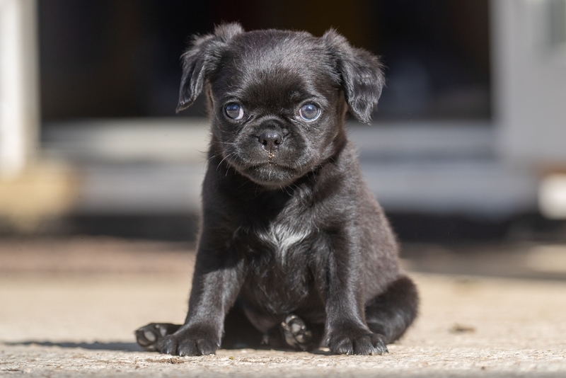 Милый щенок черного мопса