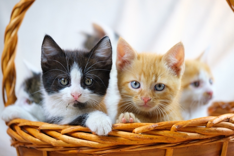 У котят вирус иммунодефицита диагностируют нечасто