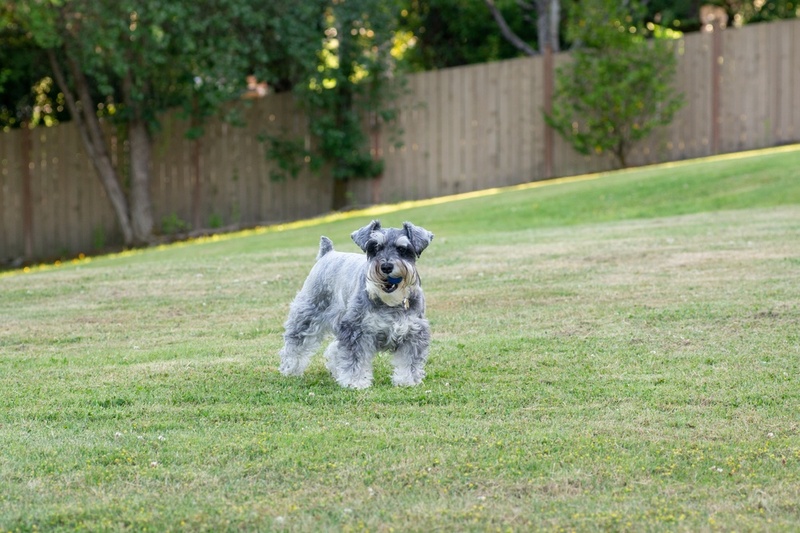У цвергшнауцера может возникать болезнь глаз