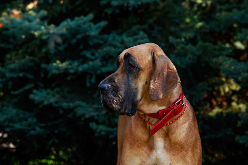 Фила – молосская собака