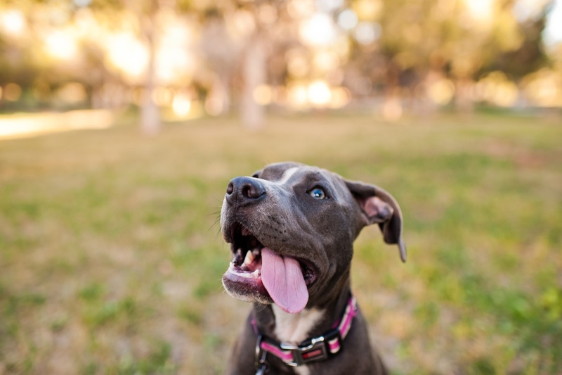 Стресс может влиять на то, сколько весит питбуль