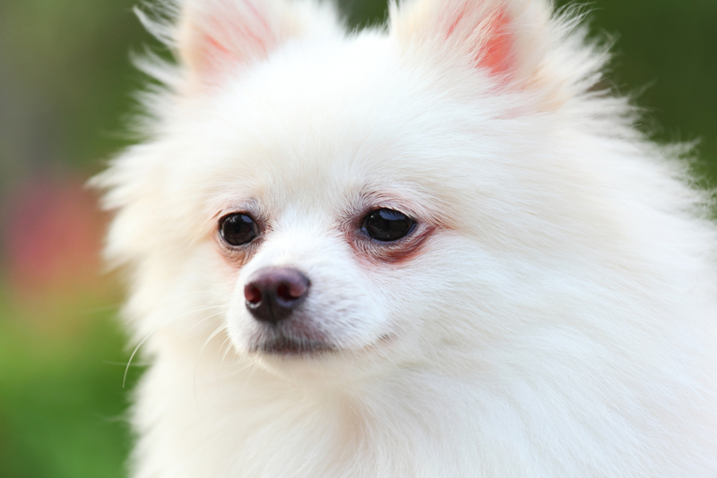 Беленький померанский шпиц