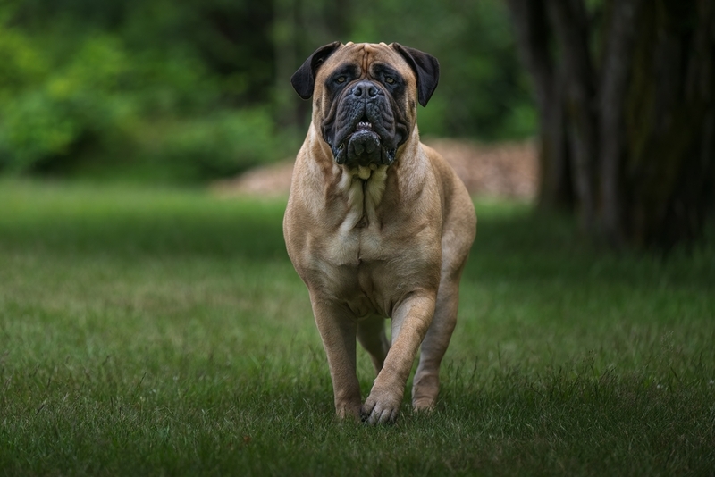 Молосс бульмастиф