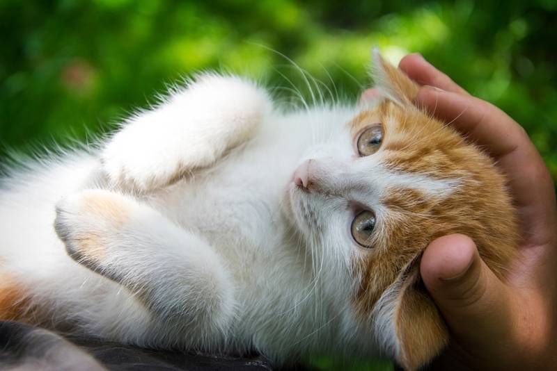 Как гладить кошку правильно?
