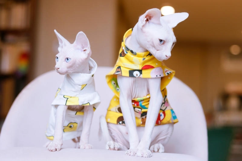 Уход за сфинксом включает приобретение одежды