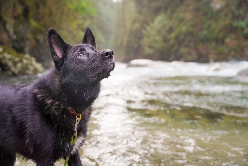 Какой характер у немецких овчарок черного цвета?