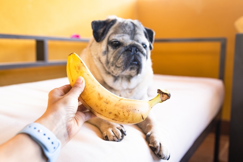 Можно ли собаке такой фрукт, как банан?