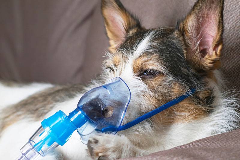 лечение кашля у собаки с помощью небулайзера