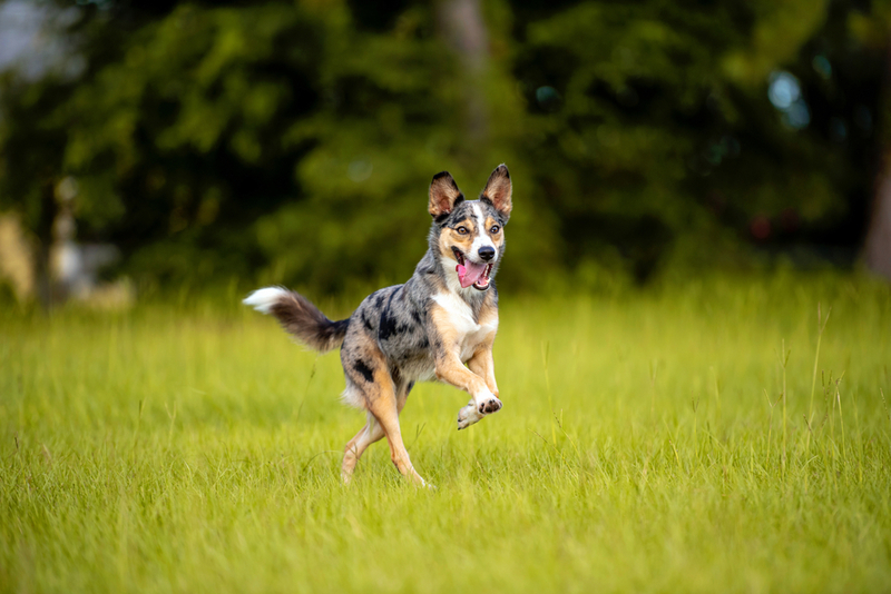 Колли из Австралии