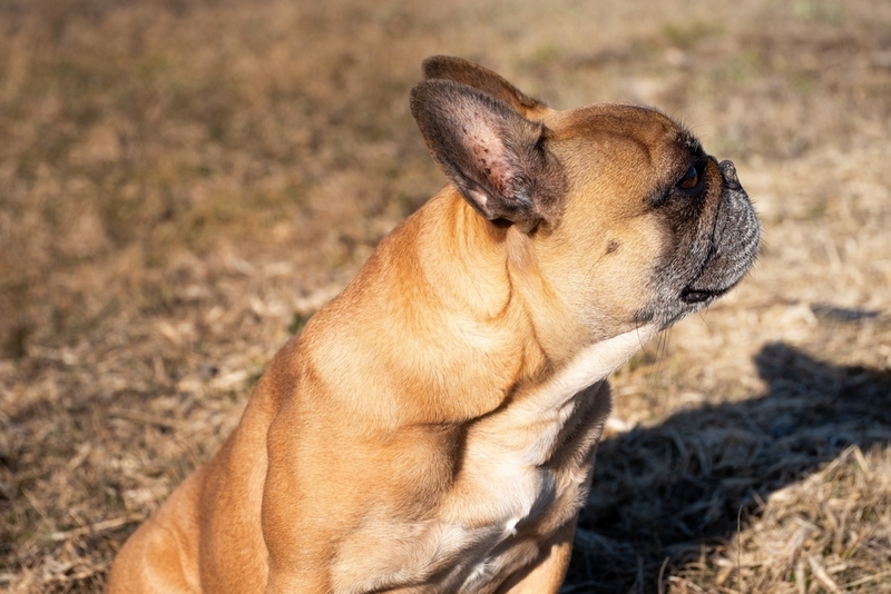 Болезнь у французского бульдога может быть наследственной
