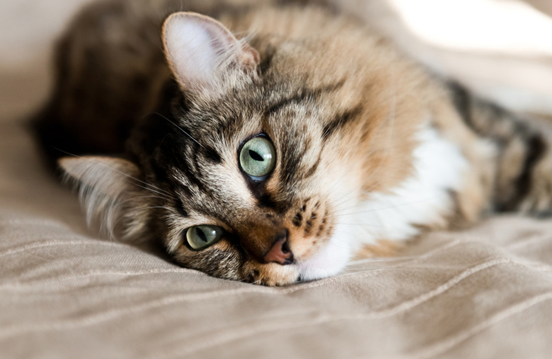 Эклампсия у кошек может приводить к лихорадке