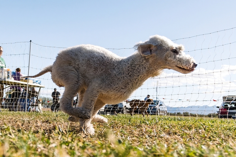 Бедлингтон – вислоухий пес