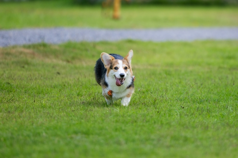 Какова история черных корги?