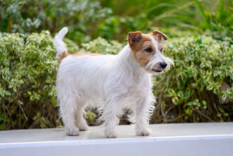 Заболевание может нарушать координацию джек-рассел-терьера