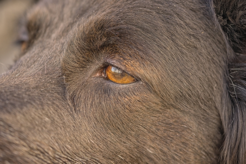 Есть ли осложнения у собак с кератитом?