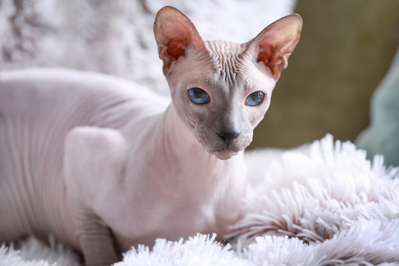 Во время беременности и после родов сфинксу нужен уход