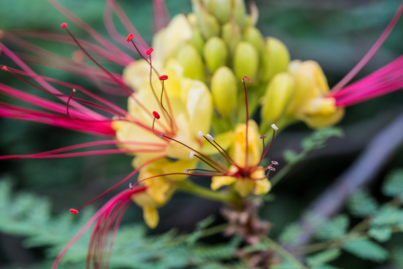 Цезальпиния входит в список цветов, вредных для кошек