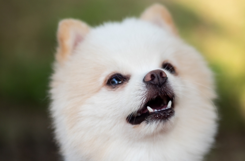 Какой характер у белого шпица?