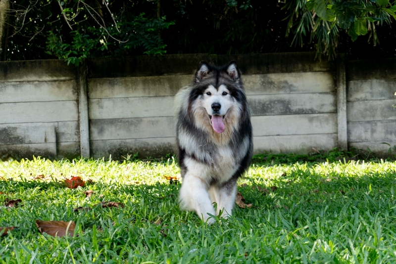 Хозяину необходимо следить за тем, сколько весит аляскинский маламут