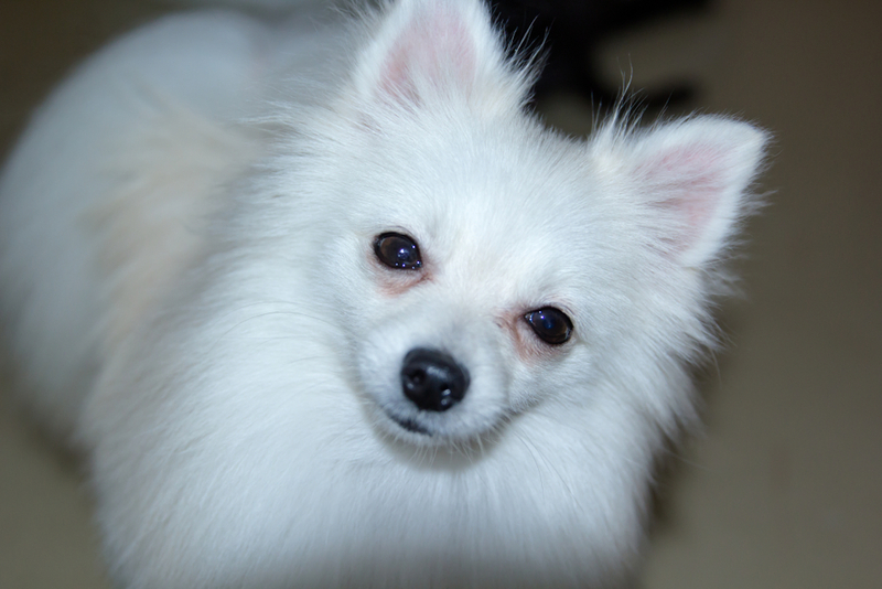 Белый шпиц смотрит в камеру