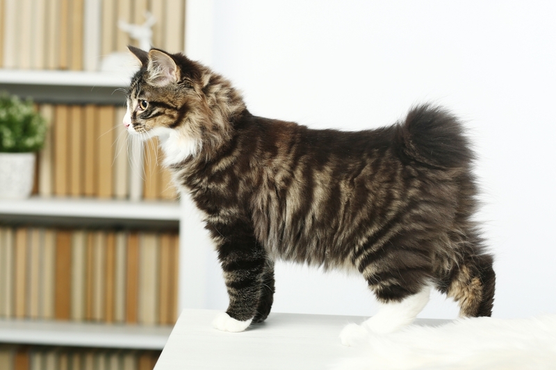 То, сколько прожил курильский бобтейл, можно определить по внешним признакам