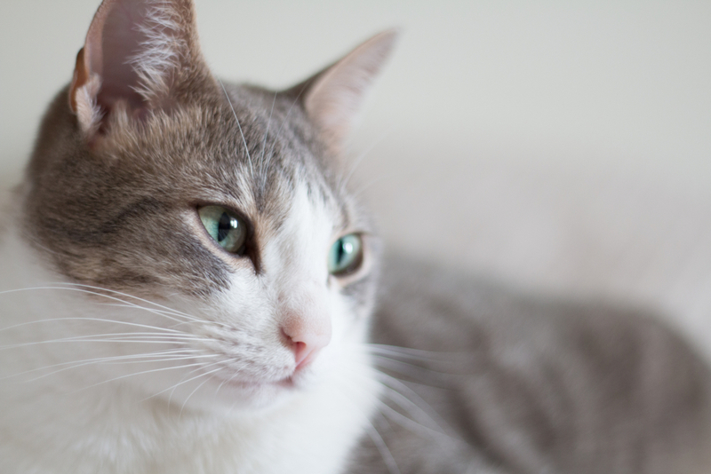 Холангит у кошек бывает разных типов