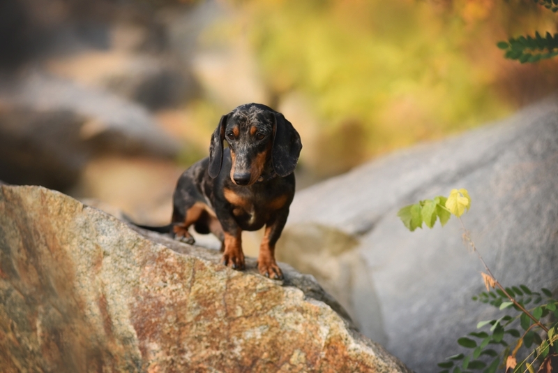 Как выглядит мраморная такса?