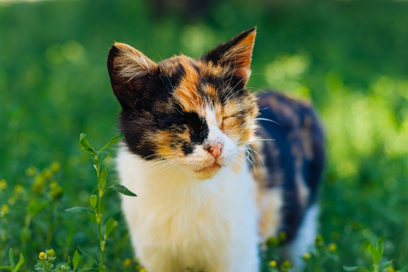 Кошка заражается боррелиозом при укусе клеща