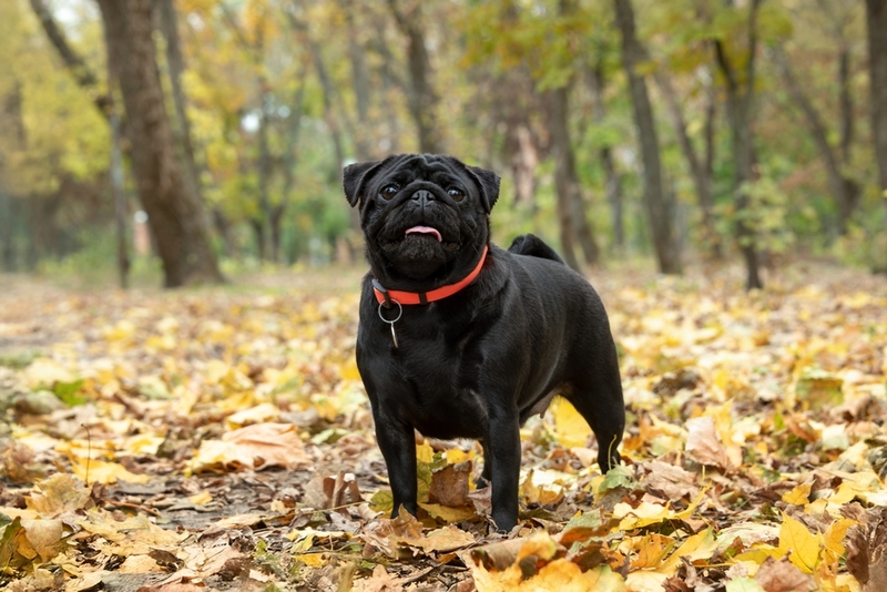 Может ли быть аллергия на мопсов?