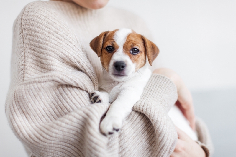 Джек-рассел считается недорогой в содержании собакой