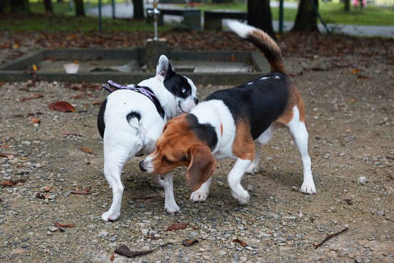 почему собаки нюхают под хвостом у друг друга