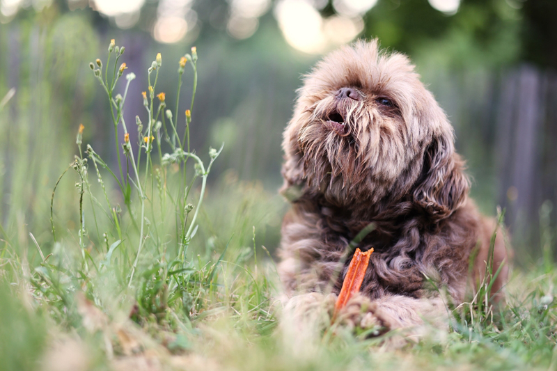 Сколько весит ши-тцу в норме?