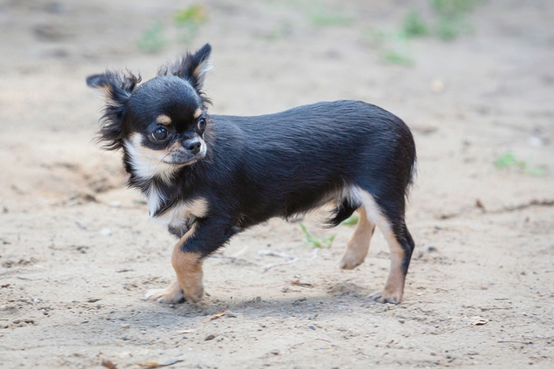 Бывает ли у людей аллергия на чихуахуа?