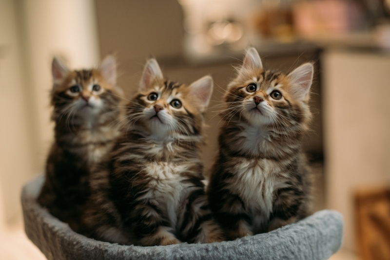 Кастрация влияет на срок жизни курильского бобтейла