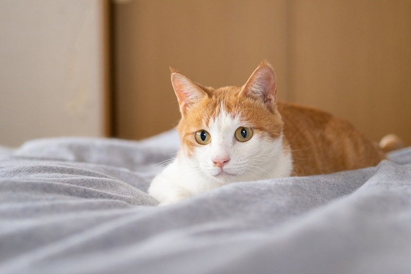 В пожилом возрасте кошкам нередко требуется худеть