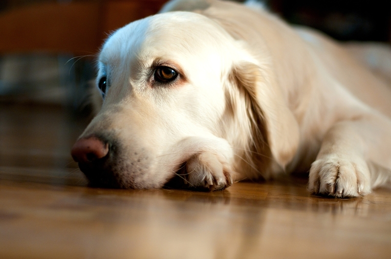 При гипоадренокортицизме у собаки может упасть давление