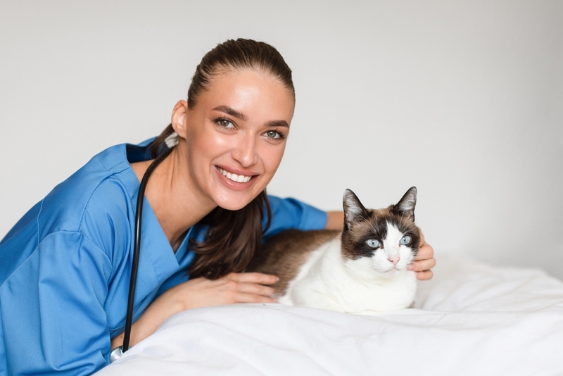 При кошачьем иммунодефиците может назначаться гистология