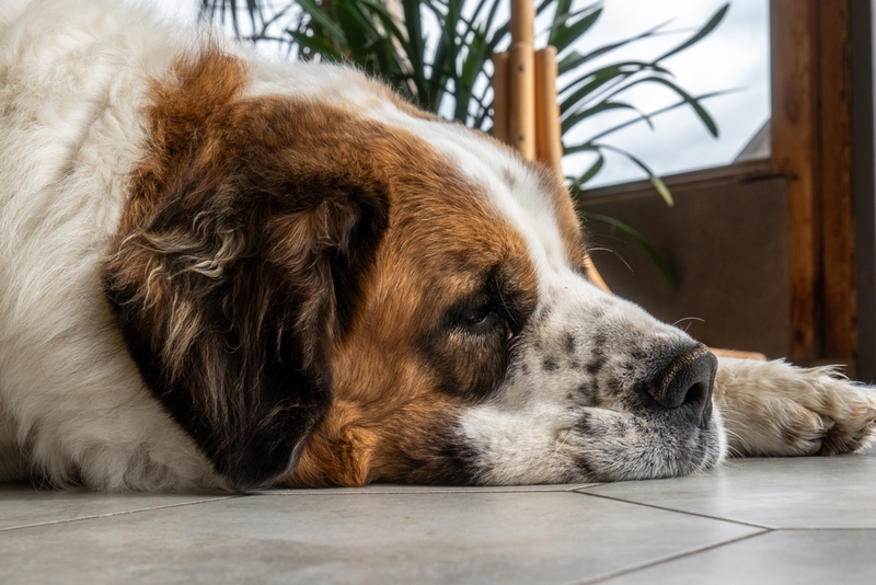 Здоровье влияет на срок жизни сенбернара