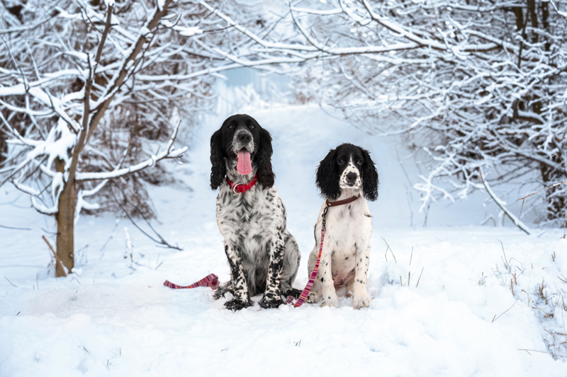 Надо контролировать, сколько весит русский спаниель