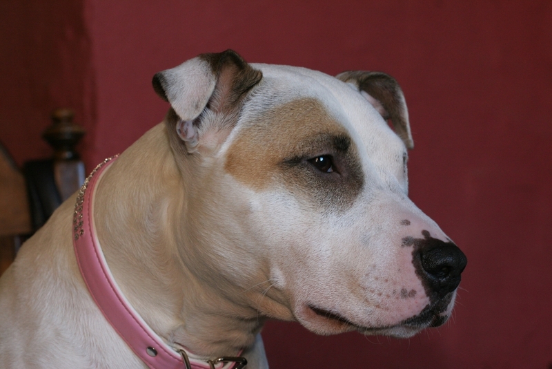Собака американский питбуль