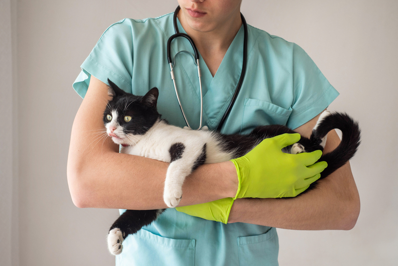 При кошачьем перитоните врач назначит лекарства