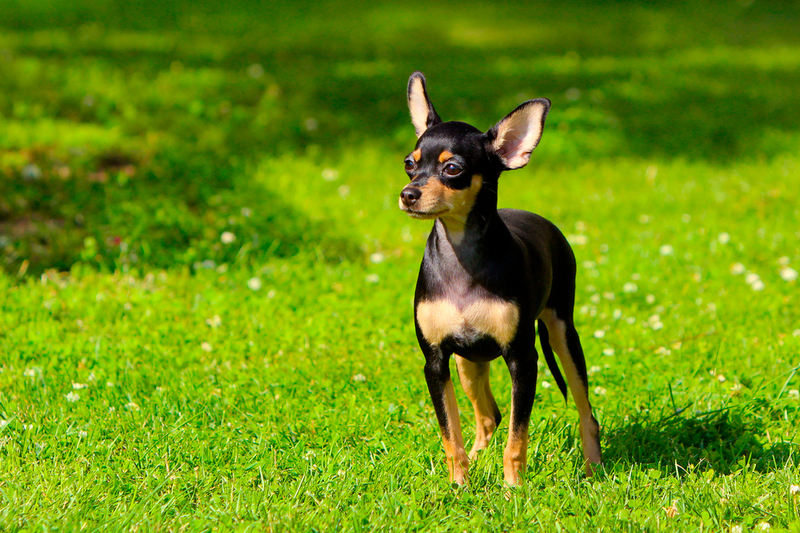 Беременность той-терьера длится несколько периодов