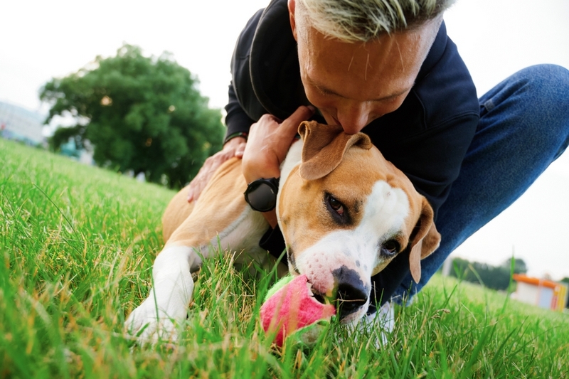 Определить, сколько прожил американский бульдог, можно по зубам