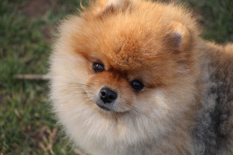 После алопеции у шпица могут возникнуть осложнения