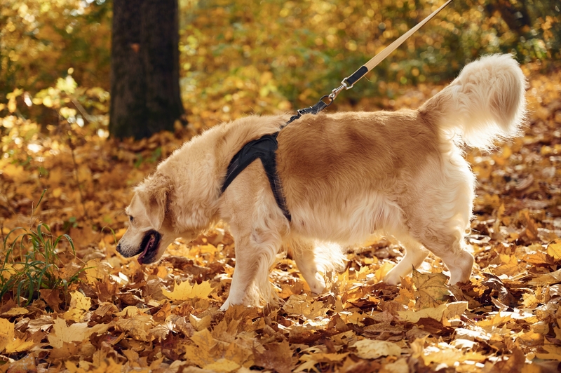 Собрать мочу на анализ у собаки можно во время прогулки