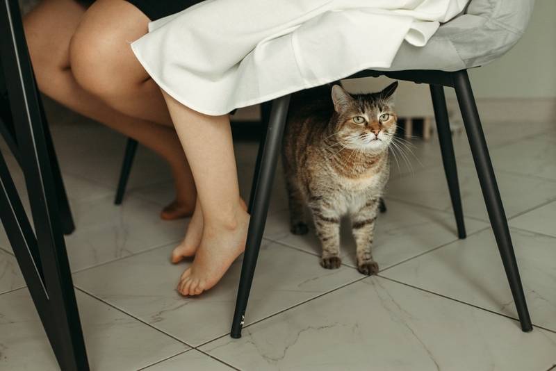 Почему кошка кусает за ноги своих хозяев – 8 причин